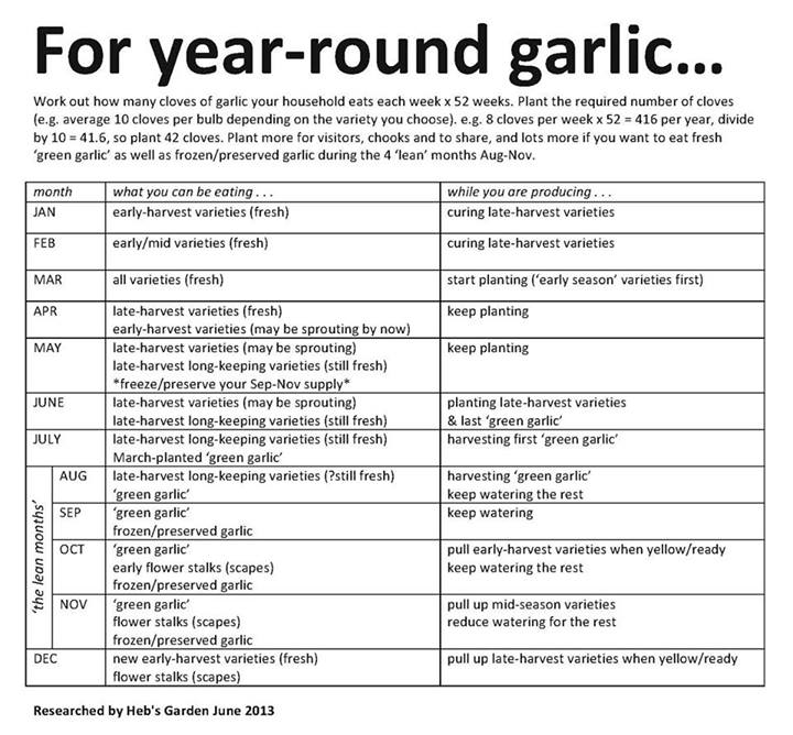 Year-round Garlic